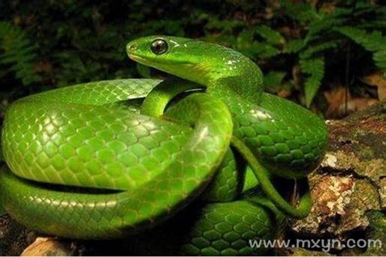 女人梦到蛇是什么预兆