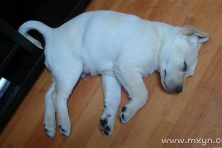 做梦梦到死狗是什么意思