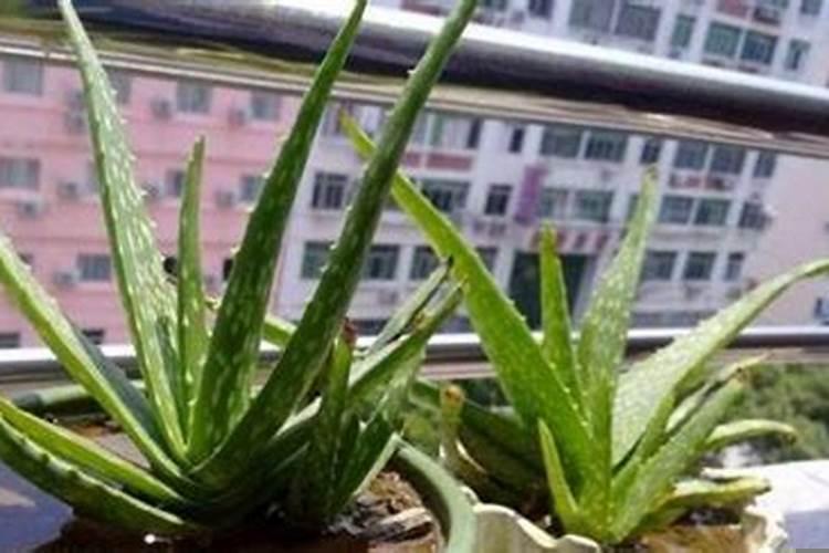 梦见芦荟长得很茂盛