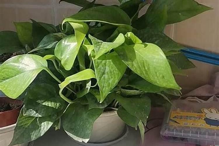 绿萝怎么摆放最旺财