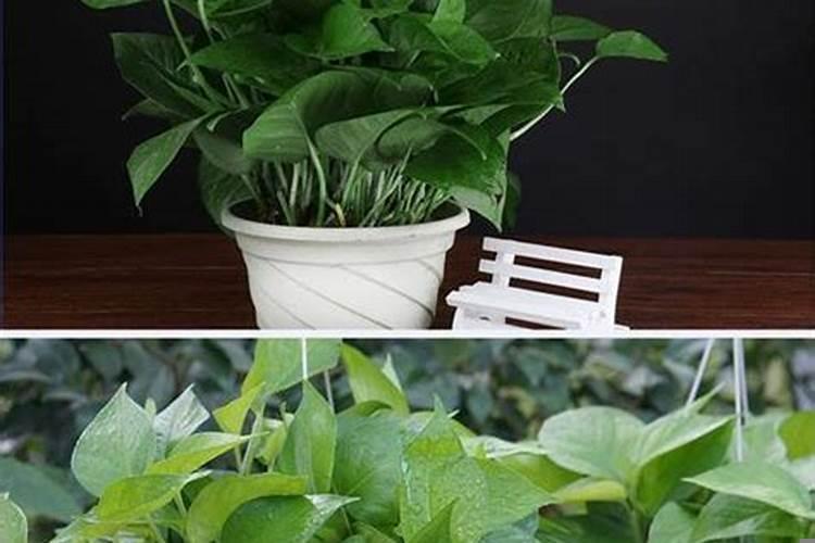 绿萝怎么摆放最旺财