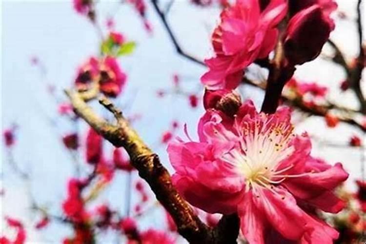 怎么增加桃花运运窍门