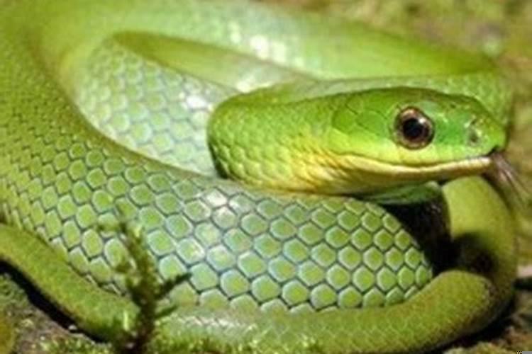 孕妇梦见蛇是什么意思啊