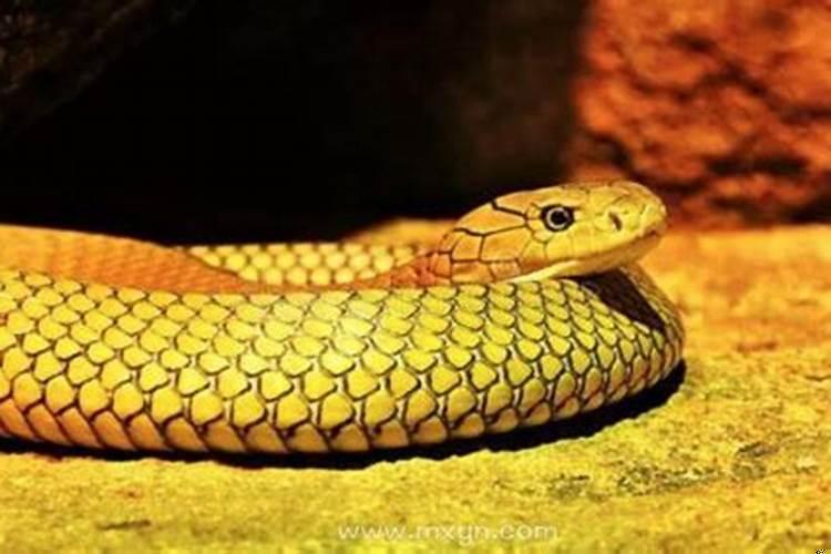 孕妇梦见蛇是什么意思啊