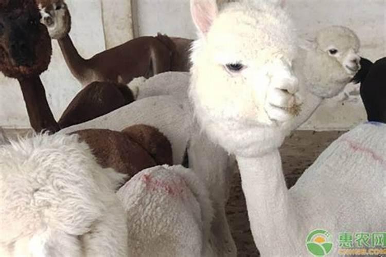 羊吃草会反刍吗