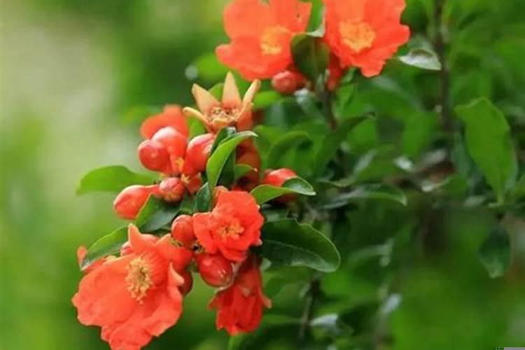 石榴的榴的意思