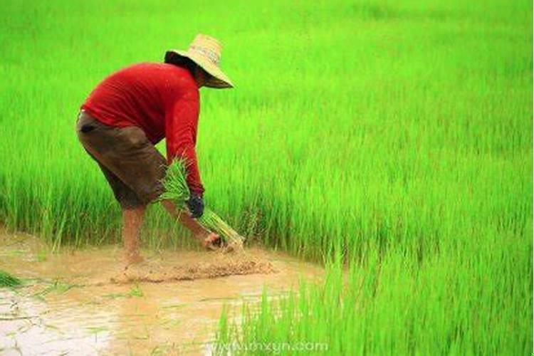 梦见自己下田栽秧什么意思