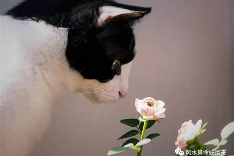 养猫能招财吗?你的八字能养猫吗