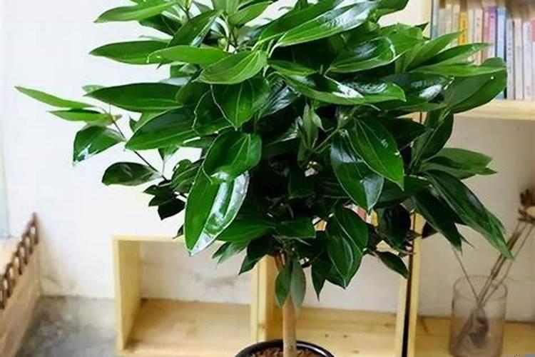 家里养什么植物风水好，招财