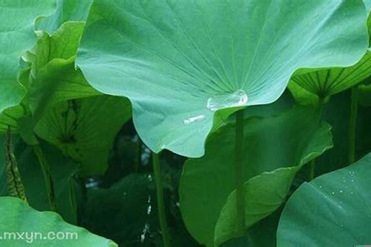 梦见家里好多水往外流是啥意思?