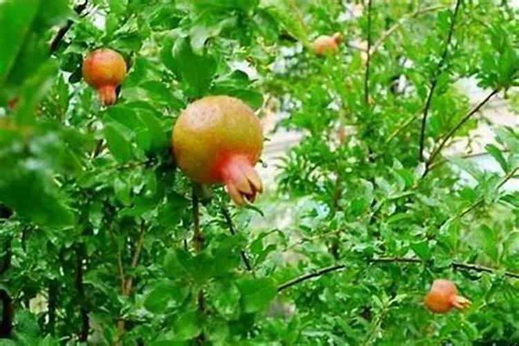 石榴的榴的意思