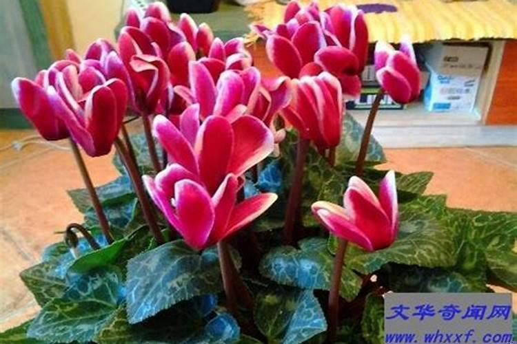 家中养什么花好养又聚财风水