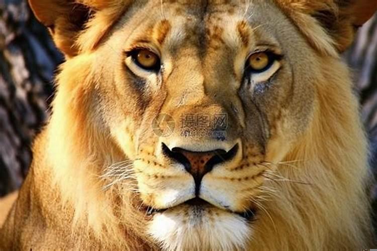 当高傲的狮子低下了头