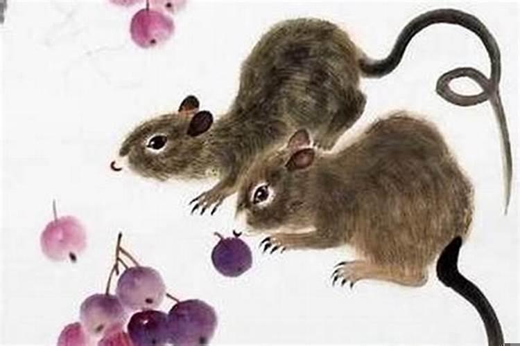 属鼠的适合戴什么属相