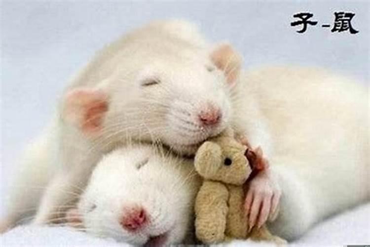 生肖鼠是个什么样的人