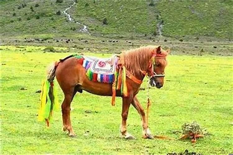 羊和马相配吗婚姻