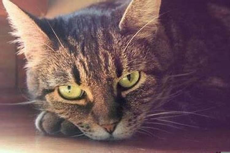 自从家里养猫,财运一直不佳