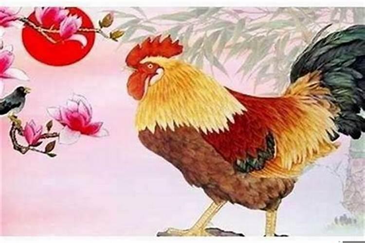 69年的鸡在2021年运气好不