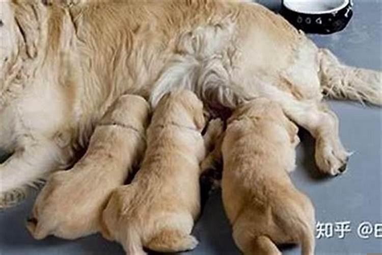 俩口子都属狗的好不好