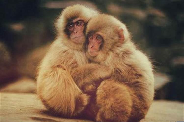 心眼最坏的属相女是谁