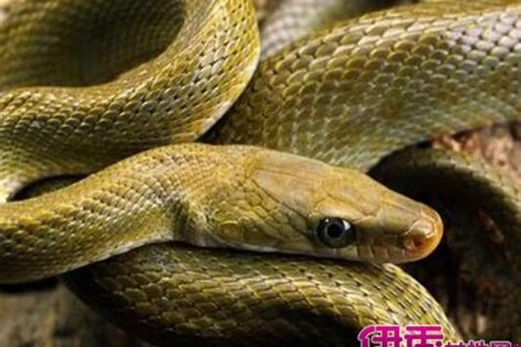 梦见自己踩到蛇被蛇咬了一口