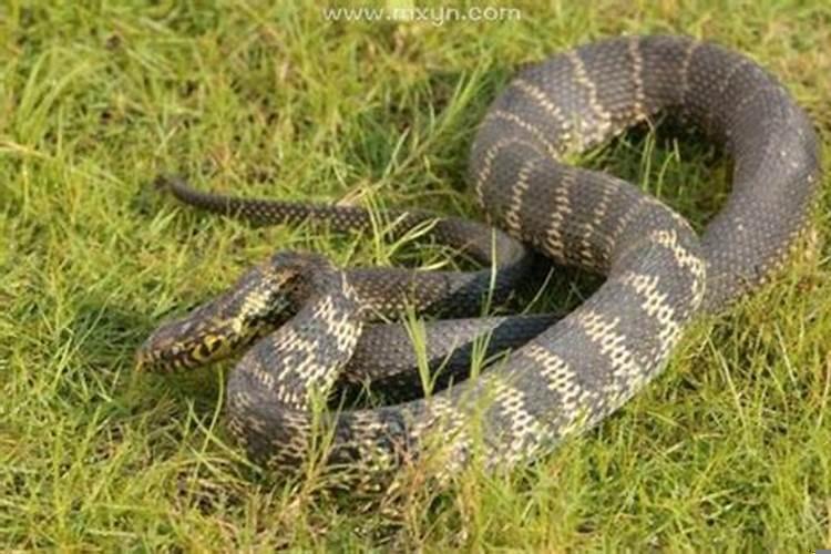 梦到被蟒蛇追怎么回事