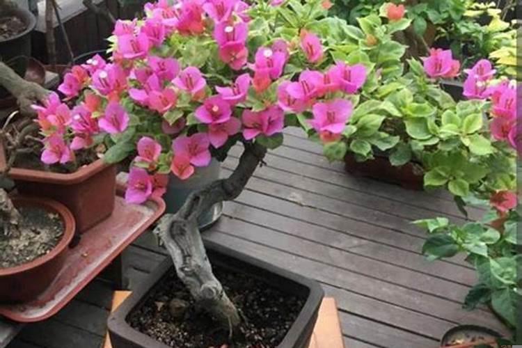 三角梅花用什么花盆好看