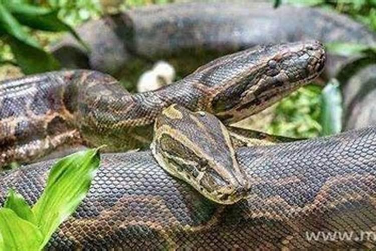 梦到自己被大蟒蛇咬是什么意思