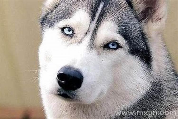 梦见给老太太过大寿