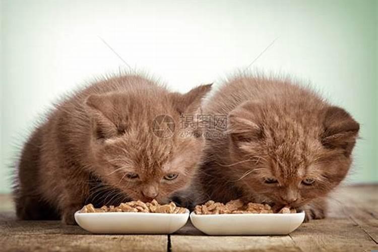 梦到小猫吃小猫