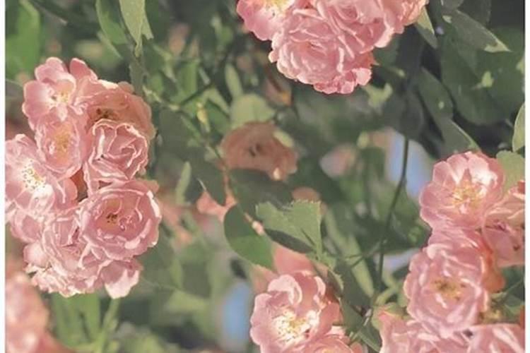 壬辰日柱不同时辰生人