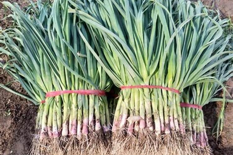 梦见大蒜蒜苗蒜头什么意思