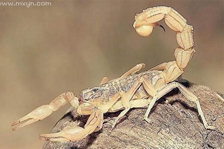 做梦梦见蝎子蜈蚣什么意思