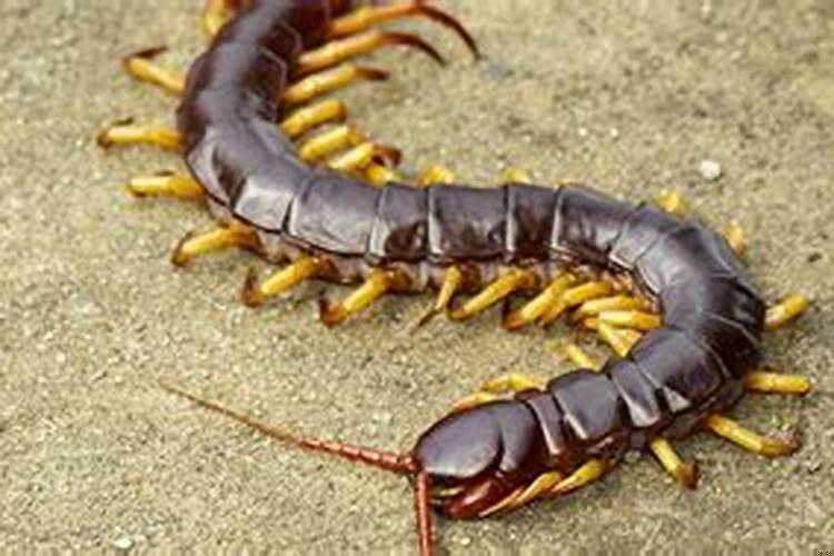 做梦梦见蝎子蜈蚣什么意思