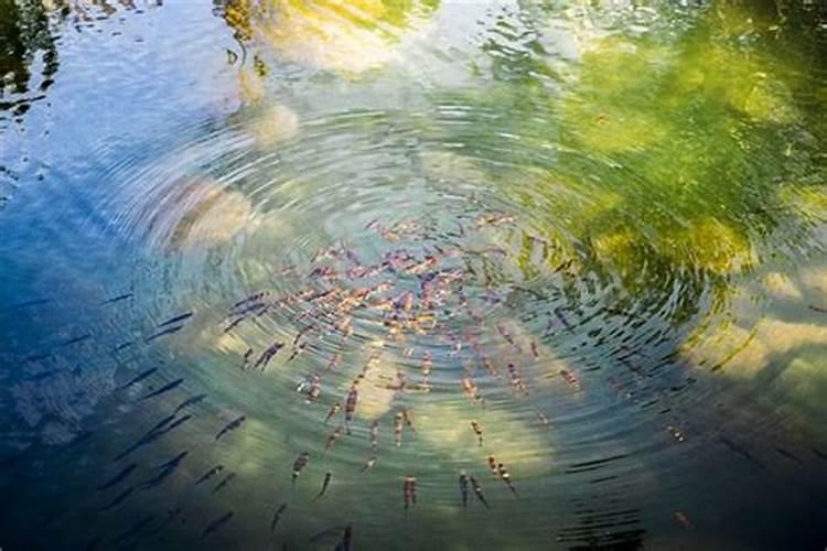 梦见很多鱼小鱼