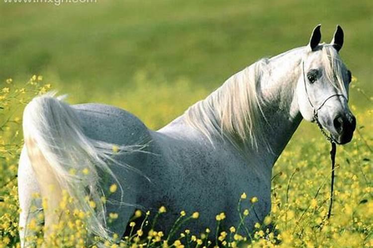 梦见什么是胎梦预示流产