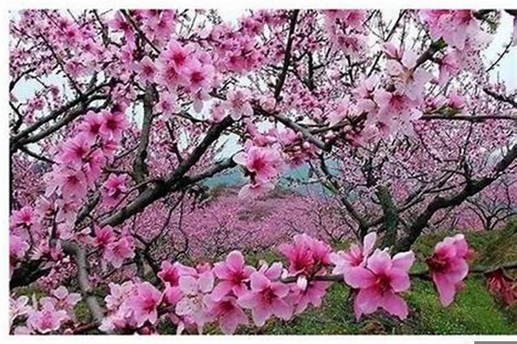 桃花运旺盛的生肖