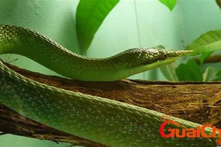 梦见蛇预示什么