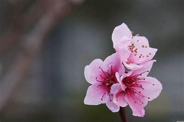 梦到桃花是什么意思是什么