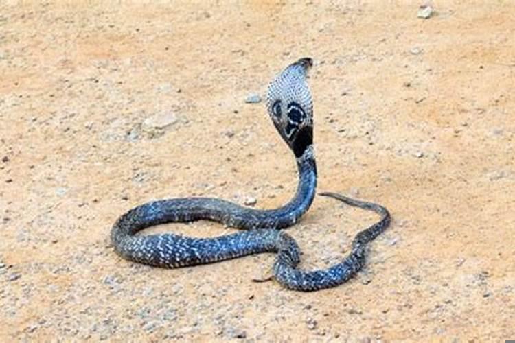 梦见蛇预示什么