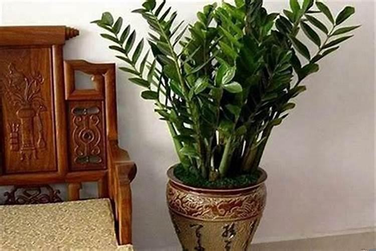 什么花代表好运的到来