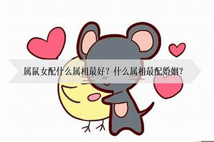 属鼠与属牛婚配