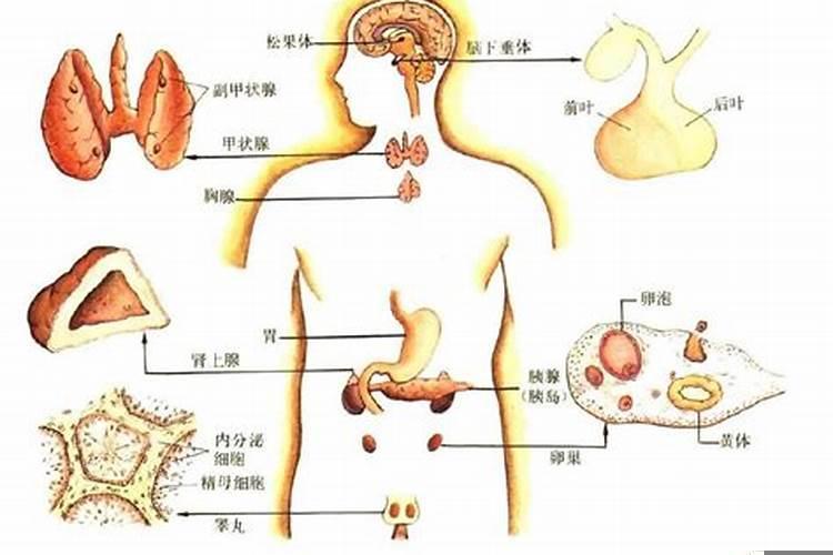 八大腺体的作用与功效